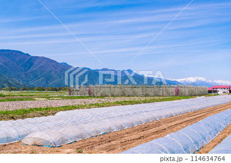 スイカ畑とリンゴ畑 松本市 スイカ畑とリンゴ畑 松本市 114634764