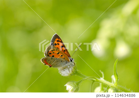鮮やかな草原を背景にベニシジミ蝶も愛らしく美しい姿(自然光+マクロ接写写真) 鮮やかな草原を背景にベニシジミ蝶も愛らしく美しい姿(自然光+マクロ接写写真) 114634886