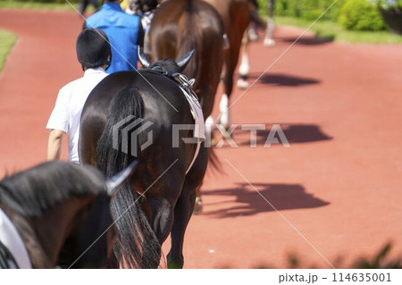 競馬場の風景　パドック　新潟県新潟市 114635001