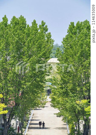 競馬場の出張厩舎と引き運動をする馬　新潟県新潟市 114635009