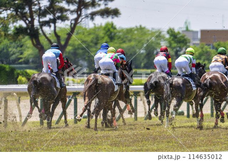 競馬場の風景 直線を走る馬 新潟県新潟市 競馬場の風景 直線を走る馬 新潟県新潟市 114635012
