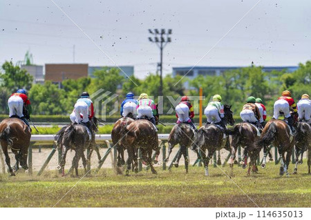 競馬場の風景　直線を走る馬　新潟県新潟市 114635013