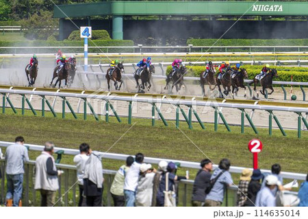 競馬場の風景　直線を走る馬　新潟県新潟市 114635014