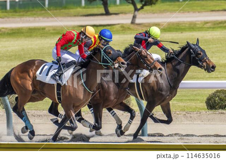 競馬場の風景 直線を走る馬 新潟県新潟市 競馬場の風景 直線を走る馬 新潟県新潟市 114635016