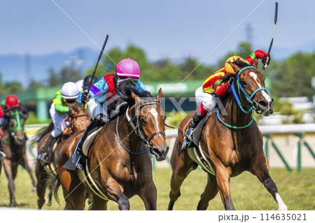 競馬場の風景　直線を走る馬　新潟県新潟市 114635021