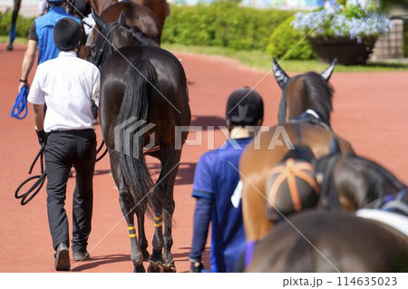 競馬場の風景 パドック 新潟県新潟市 競馬場の風景 パドック 新潟県新潟市 114635023