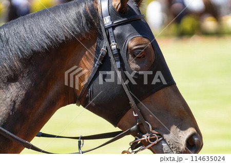 競馬場の風景　パドック　新潟県新潟市 114635024