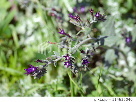 Blooming Undulate alkanet (lat.- Anchusa undulata) 114635040