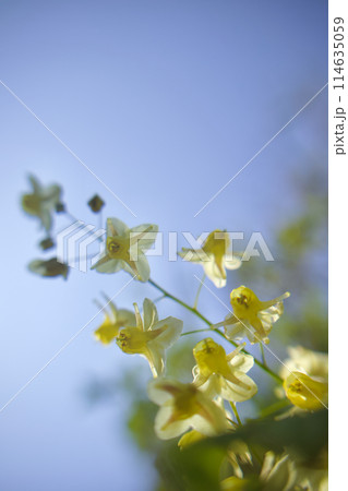 「海の彼方へ」の花言葉。キバナイカリソウ（黄花錨草）。「あなたをつかまえる」の情熱の言葉も添えて咲く 114635059