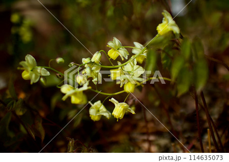 「海の彼方へ」の花言葉。キバナイカリソウ(黄花錨草)。「あなたをつかまえる」の情熱の言葉も添えて咲く 「海の彼方へ」の花言葉。キバナイカリソウ(黄花錨草)。「あなたをつかまえる」の情熱の言葉も添えて咲く 114635073