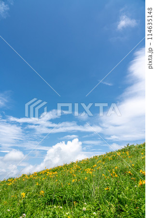 【長野県】青空と満開のニッコウキスゲ（7月） 114635148