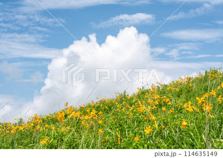 【長野県】青空と満開のニッコウキスゲ（7月） 114635149
