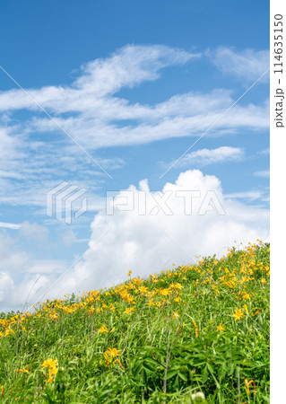 【長野県】青空と満開のニッコウキスゲ（7月） 114635150