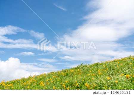 【長野県】青空と満開のニッコウキスゲ（7月） 114635151