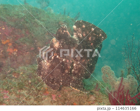 海の岩場を泳ぐ黒いオオモンカエルアンコウ 海の岩場を泳ぐ黒いオオモンカエルアンコウ 114635166