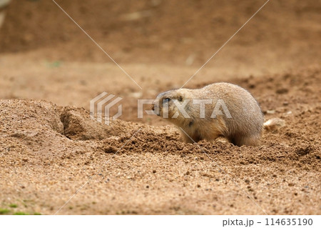 巣穴を補修し鼻に土を付けたプレーリードッグ 114635190