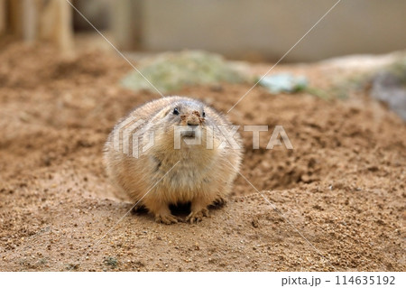 顔に土を付けたまん丸のプレーリードッグ 114635192