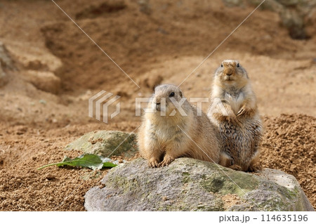 並んだ二匹のプレーリードッグたち 114635196