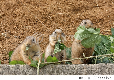 並んで葉を食べるプレーリードッグたち 114635197