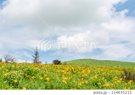 【長野県】満開のニッコウキスゲ(7月) 【長野県】満開のニッコウキスゲ(7月) 114635213
