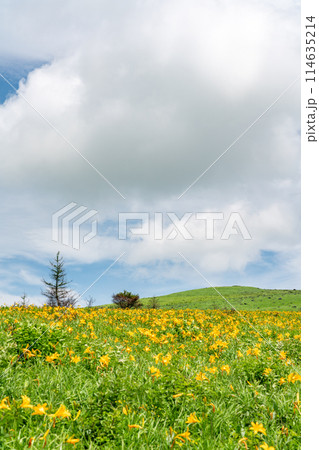 【長野県】満開のニッコウキスゲ（7月） 114635214