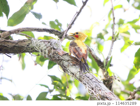 オボロテンニョゲラ 114635289