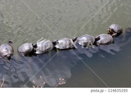 A row of Japanese turtles sunning themselves at Takaragaike Pond at Takaragaike Park in Kyoto 114635293