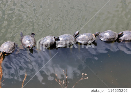 A row of Japanese turtles sunning themselves at Takaragaike Pond at Takaragaike Park in Kyoto 114635295