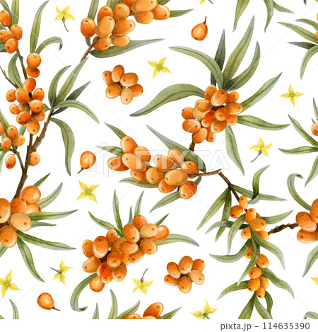 Watercolor fall berries of sea buckthorn on branches with tiny yellow flowers watercolor seamless pattern on white. Botanical background for autumn in warm colors for cosmetics or herbal products 114635390