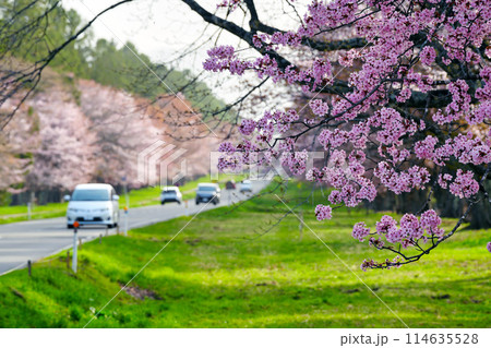 二十間道路の桜並木 二十間道路の桜並木 114635528