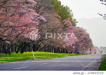 二十間道路の桜並木 二十間道路の桜並木 114635529