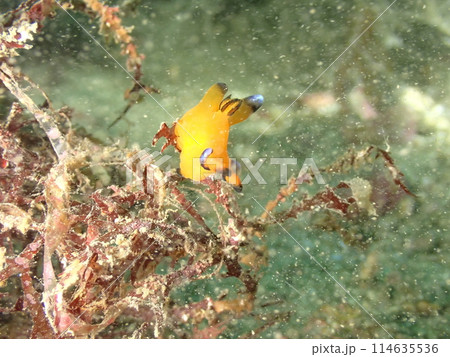 海藻の上を這う黄色いウデフリツノザヤウミウシ 114635536