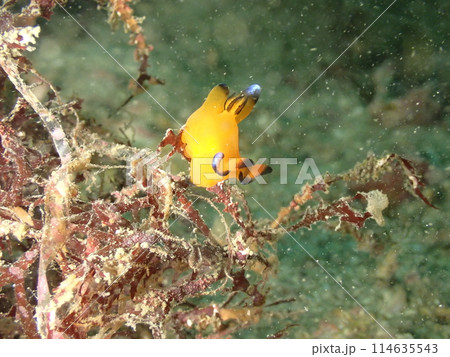 海藻の上を這う黄色いウデフリツノザヤウミウシ 114635543