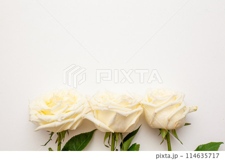 Single beautiful red rose isolated on white background. 114635717