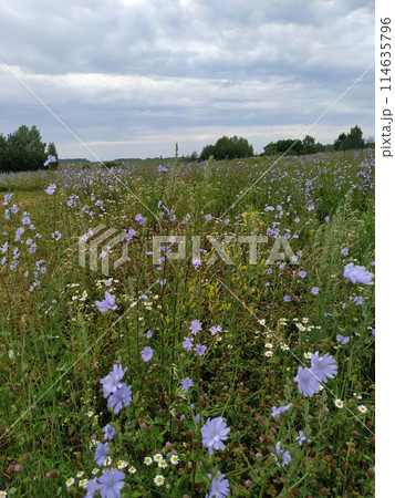 Field of cosmos flower. summer field with flowers 114635796