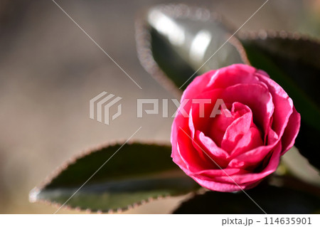 開きはじめたつぼみ、赤いバラの花 114635901
