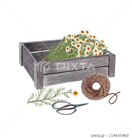 Wooden crate with chamomile, jute rope, scissors watercolor composition isolated on white. Rustic high quality art in simple stile for vintage design, flower and vegetable shops, organic food labels 114635968