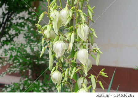 Beautiful ornamental plant Yucca gloriosa with yellow-green flowers during flowering on a sunny summer day 114636268