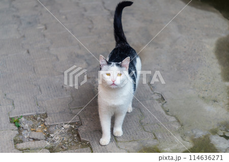 A black and white cat comes up with its tail raised and asks for food. Gives signals that he is hungry and requires attention A black and white cat comes up with its tail raised and asks for food. Gives signals that he is hungry and requires attention 114636271