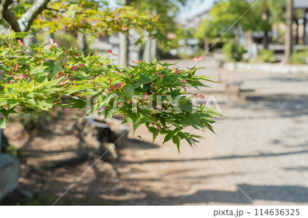 三大神社 藤 三大神社 藤 114636325