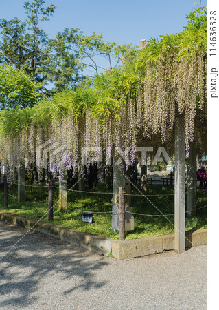 三大神社 藤 三大神社 藤 114636328