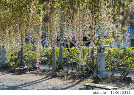 三大神社　藤 114636331