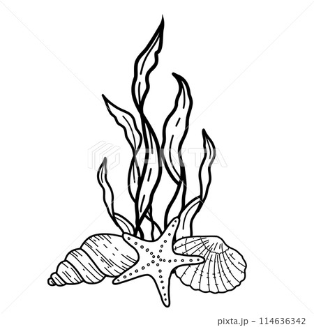Underwater composition of seaweeds, starfish and seashells. Ocean plant vector sketch illustration style isolated on white background. Line art. For cards, posters, menu, marine beach design. Underwater composition of seaweeds, starfish and seashells. Ocean plant vector sketch illustration style isolated on white background. Line art. For cards, posters, menu, marine beach design. 114636342