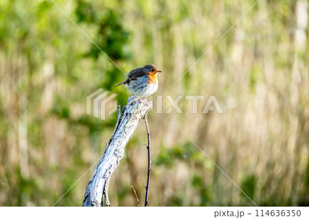 Red Robin, red breast bird visiting a garden in Ireland Red Robin, red breast bird visiting a garden in Ireland 114636350