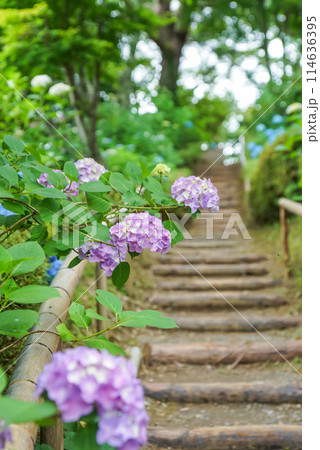 お寺を彩るアジサイの花。「岡山県真庭市・花の山寺　普門寺」 114636395