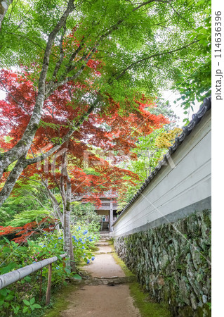 お寺を彩るアジサイの花。「岡山県真庭市・花の山寺　普門寺」 114636396