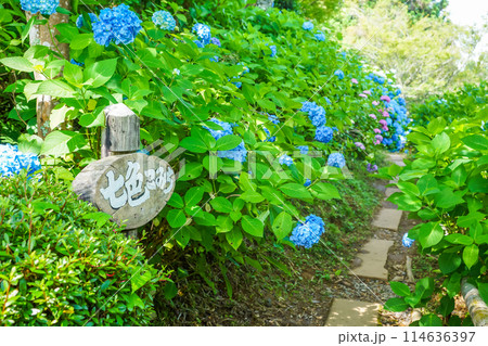 お寺を彩るアジサイの花。「岡山県真庭市・花の山寺 普門寺」 お寺を彩るアジサイの花。「岡山県真庭市・花の山寺 普門寺」 114636397