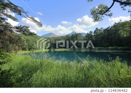 裏磐梯の五色沼湖エメラルド色のるり沼 裏磐梯の五色沼湖エメラルド色のるり沼 114636482