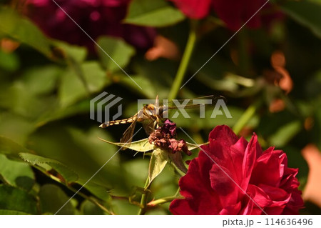 とんぼとバラの花 114636496