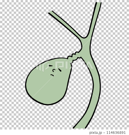 不健康な胆嚢のイラスト 114636891